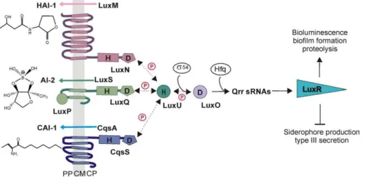 Figure 1. The quorum sensing circuit in Vibrio harveyi . In V. harveyi the three autoinducers HAI-1, AI-2 and CAI-1 are synthesized by the synthases LuxM, LuxS and CqsA