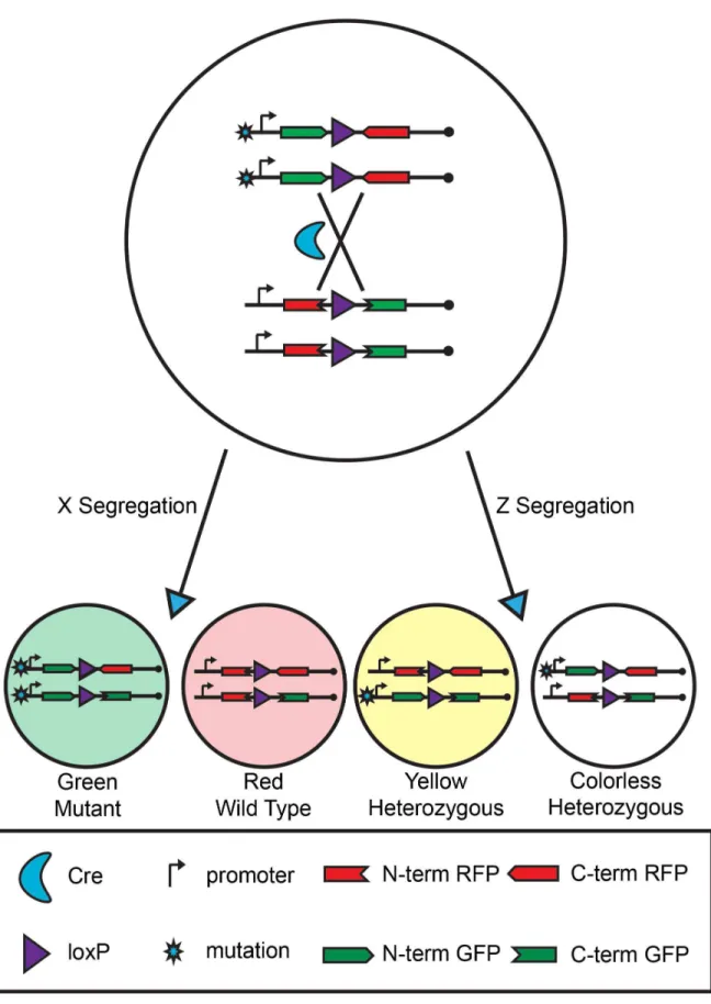 Figure  1.    The  MADM  system.    MADM  generates  sibling  green  mutant  and  red  wildtype  daughter  cells  from  a  colorless heterozygous progenitor via Cre-loxP mediated mitotic recombination followed by X segregation