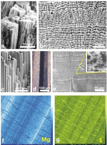 Fig. 14. Similarity between the fine structure of coral fibrous tissue and a typical “matrix mediated” mollusc microstructure: the  pris-matic layer of Pinna nobilis
