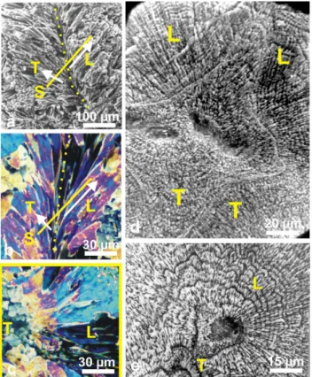 Fig. 5. Synchronism of growth layers in a septum of Favia stel- stel-ligera. Growth of fibres is coordinated at an overall level that  sug-gests a synchronism in mineralizing activity of the polyp  ectoder-mal cell layer