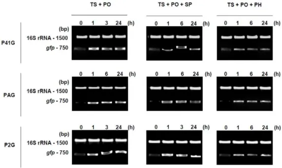 Figure 9. Influence of the in vitro conditions on gfp expression of the reporter strains
