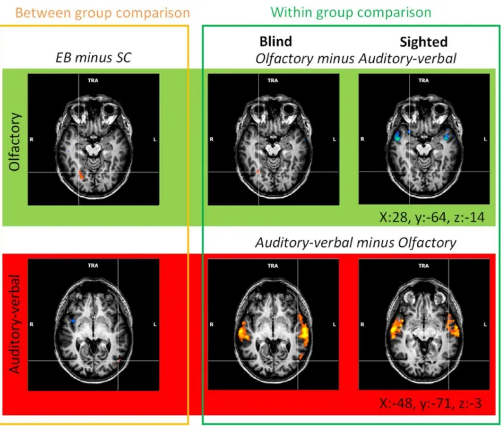 Figure 2. Between-group comparisons for olfactory and auditory-verbal processing. (a) Brain regions that were more activated in EB than in SC subjects during olfactory processing are in orange-yellow and those with higher activation in SC than in EB subjec