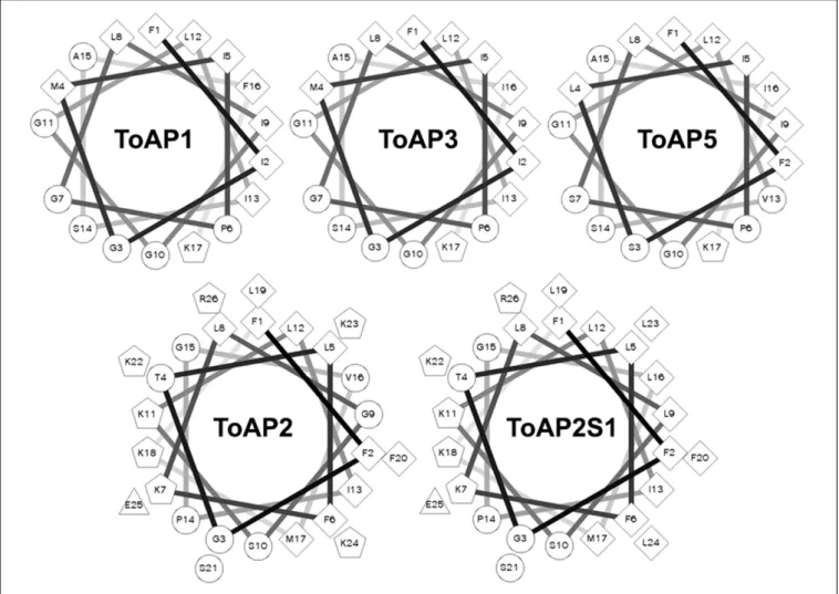 FIGURE 2 | Helical wheel projections of the α-helical structured peptides. The projections were generated at the web server for this tool