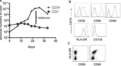 Figure 2. Expansion and differentiation of B cells using L-CD40L cells. A. Human splenocytes or PBMC were co-cultured with L-CD40L cells, IL-4 and CsA