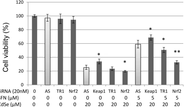 Fig 4. Effect of knockdown TR-1, Keap1 and Nrf2 on cytotoxicity in HHL-5 cells exposed to CdSe QDs