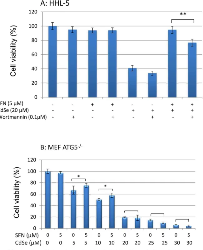 Fig 6. Effect of autophagy inhibitor on the protective effect of SFN on CdSe QD-induced cell death