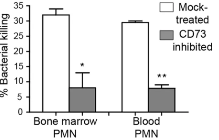 Fig 7. CD73 inhibition impairs the ability of PMNs to kill pneumococci. The viability of S