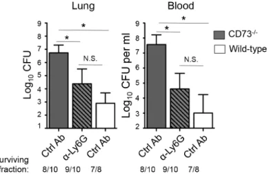 Fig 8. Post-infection depletion of PMNs partially reverses the susceptibility of CD73 -/- mice to pneumococcal challenge