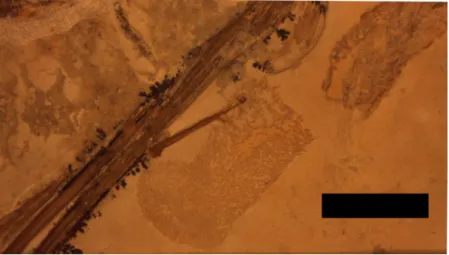 Figure 9 Detail of the second part of the coprolite. The series of elements to the left are from the left pes