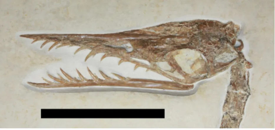 Figure 2 Photograph of skull showing the ring-like atlas at the rear of the skull and palatal element sitting inside the ventral part of the orbit