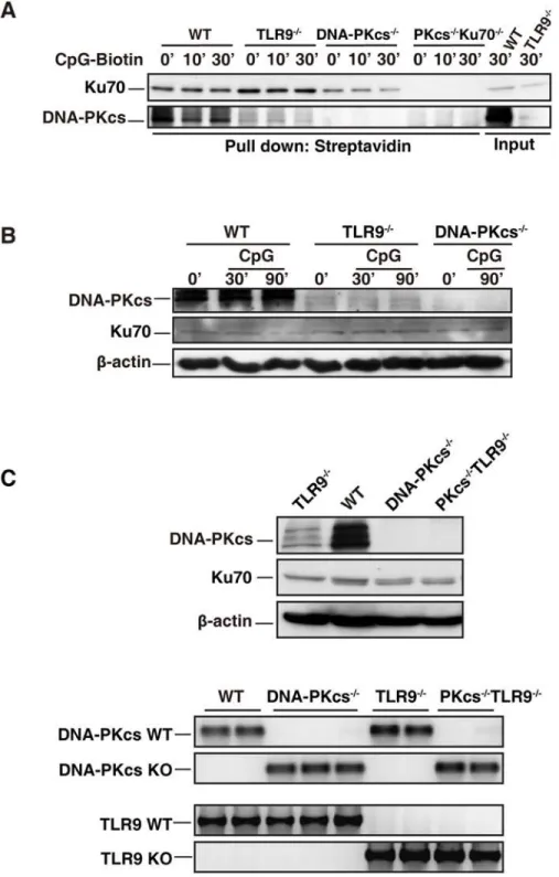 Fig 5. DNA-PKcs level is reduced in TLR9-deficient BMDCs. (A) CpG-ODN associates with Ku70 and DNA-PKcs in BMDCs
