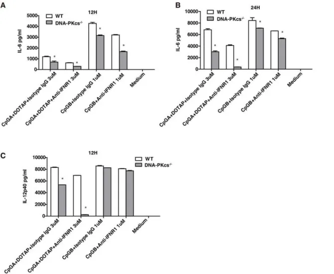 Fig 3. The type I IFNs are involved in the IL-6 and IL-12 responses to CpG-ODNs in DNA-PKcs-deficient DCs