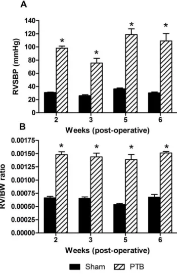 Figure 3. RVSBP and RV/BW in the pulmonary trunk banding (PTB) experiment. A: RVSBP was significantly increased due to PTB compared to sham operated animals