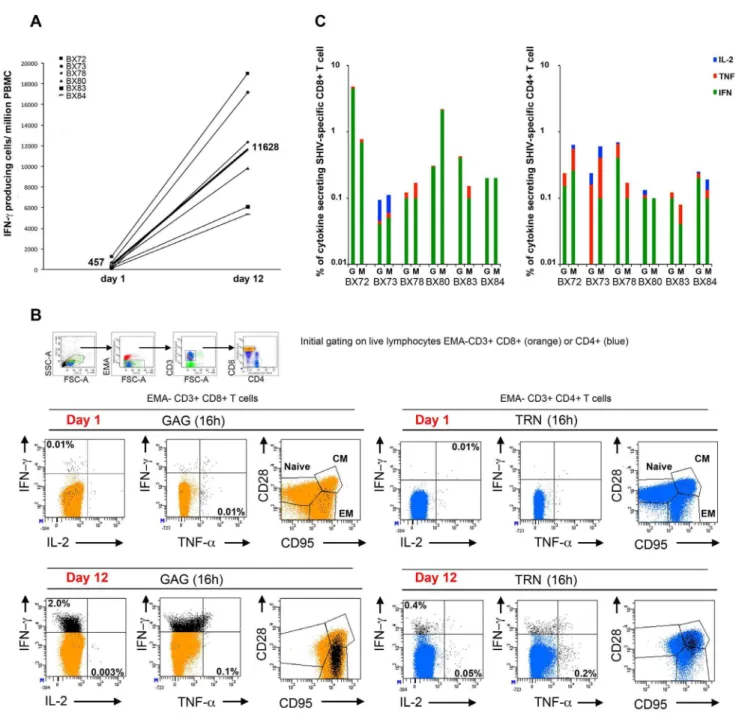 Figure 4. Vaccine-specific PHPC T cell responses at late time points post-immunization