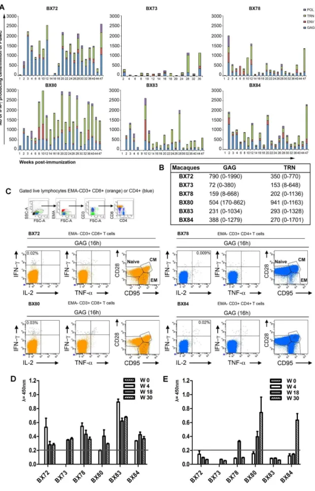 Figure 1. Evaluation and characterization of immediate effector T cell responses induced by a single immunization with the CAL- CAL-SHIV-IN 2 DNA vaccine