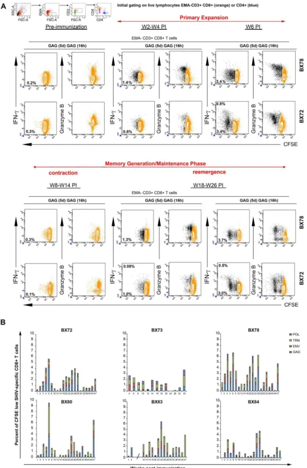 Figure 2. Polyfunctional SHIV-specific CD8 + T cell recall responses. At various indicated time points pre- and post-immunization PBMCs from vaccinated animals were labeled with CFSE and cultured in presence of specific pools of SHIV peptides Gag, Env, TRN