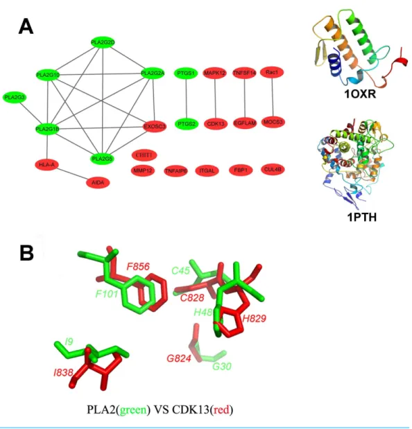 Figure 2 Structural diversity of the putative targets. (A) The structural similarity network of the puta- puta-tive targets and the structures of 1OXR and 1PTH are also shown