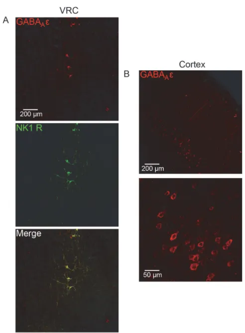 Fig 3. GABA A R ε subunit protein expression in medulla and cortex of isoflurane-treated rats