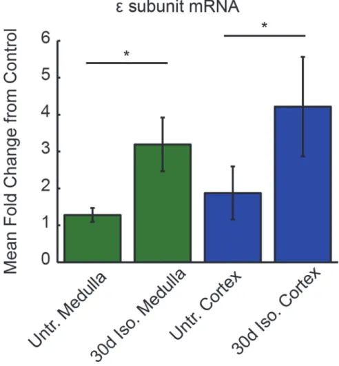 Fig 4. Increased GABA A R ε subunit mRNA levels in medulla and cortex in 30d isoflurane-treated rats.