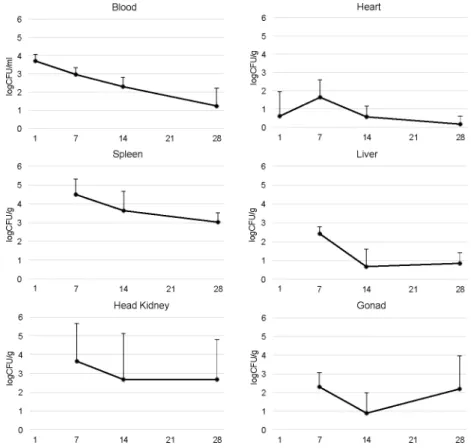 Fig 2. Atlantic cod infected with Brucella pinnipedialis show bacterial dissemination in multiple tissues