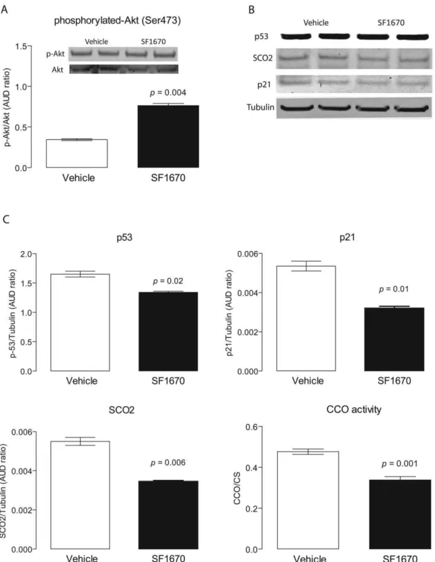 Figure 3. Protein expression of p53, p21 and SCO2 and CCO activity in Pten-deficient striatal neurons