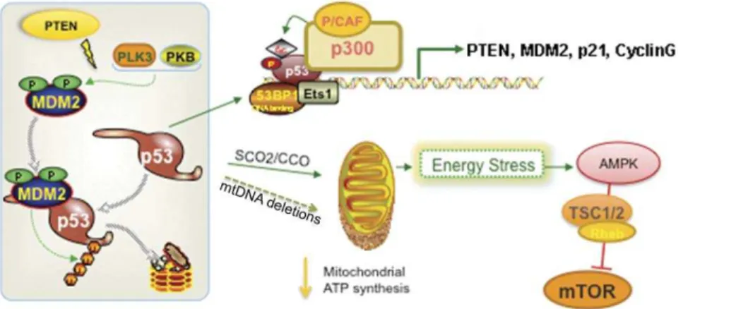 Figure 5. Interplay between Pten and p53 and energy stress response mechanism to mitochondrial dysfunction