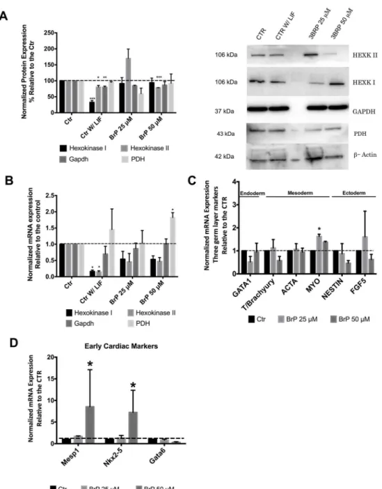 Fig 4. 3BrP effect on glycolytic enzymes as well as on differentiation markers assessed via embryoid body (EB) formation