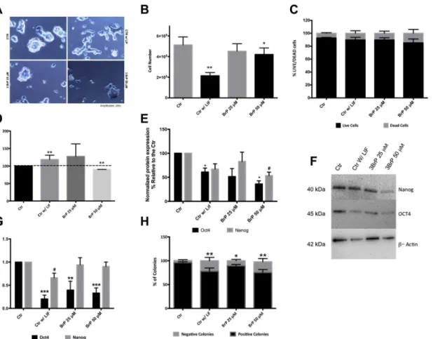 Fig 1. Effect of 3BrP on morphology, cell number, viability, proliferation and pluripotency