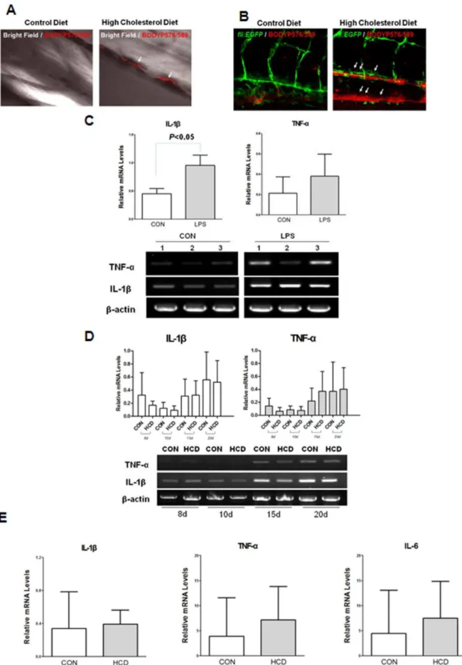 Figure 1. Lipid accumulation and pro-inflammatory cytokine level in zebrafish larvae. A and B, Five-day old wild (A) and fli1:EGFP (B) zebrafish larvae were fed a 4% cholesterol-enriched (HCD) or a normal (control) diet for 10 days, both supplemented with 