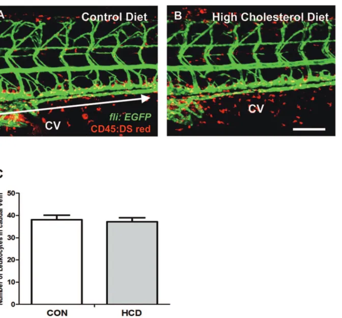 Figure 2. Vascular leukocytes accumulation in HCD fed zebrafish. zebrafish larvae were fed a normal (control) diet (A) or a 4%