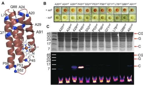 Fig 4. Production and conjugation of cyt b 562 azF-containing variants. (A) Schematic structure of cyt b 562 showing the residues substituted with azF