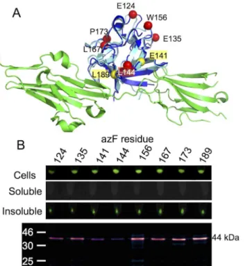 Fig 7. Production and SPAAC modification of KGF variants. (A) Superimposition of the KGF structure on the homologous FGF10-FGFR complex