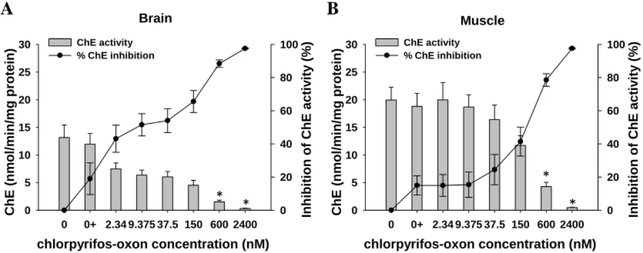 Figure 7 – Cholinesterase (ChE) activity values and percentage of activity inhibition (expressed  as mean values ± standard error) in the brain (A) and muscle (B) of Prionace glauca exposed in  vitro to chlorpyrifos-oxon