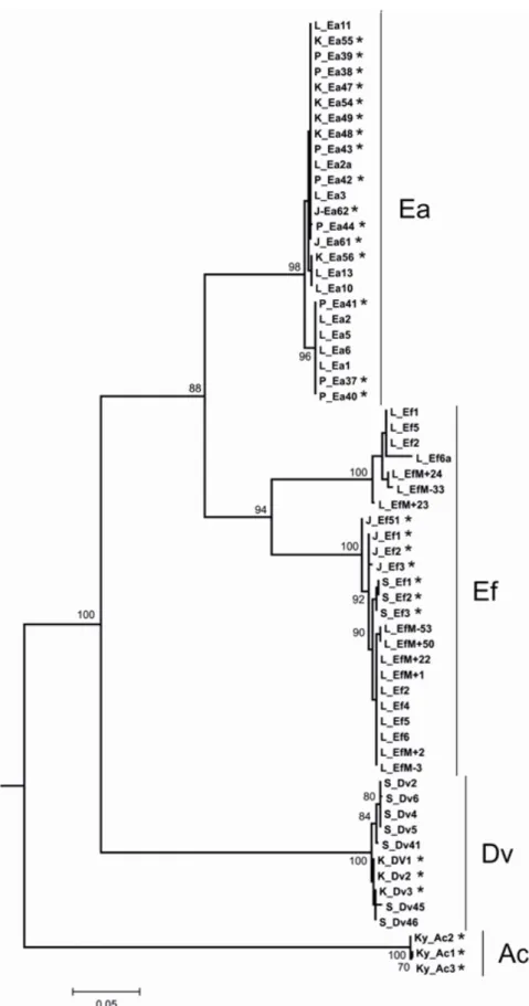 Fig. 1 Phylogenetic tree based on sequences of COI gene with clades corresponding to specimens of  Eisenia andrei (Ea), Eisenia fetida (Ef) (some of them identified as EfM+ or EfM-), Dendrobaena veneta (Dv), and  Aporrectodea caliginosa (Ac) delivered from