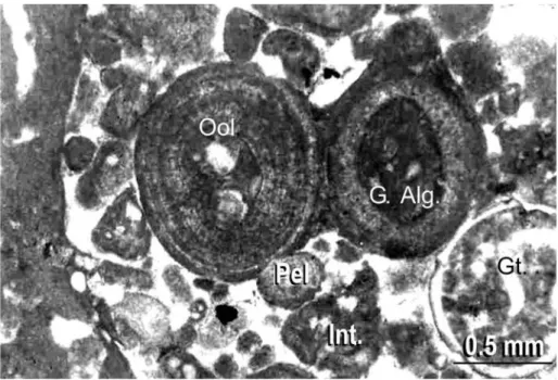 Figura 4 Fotomicrografia de calcarenito contendo oolitos (Ool.), pelóides (Pel.), intraclastos (Int.), talo de alga verde da família Codiacea (G