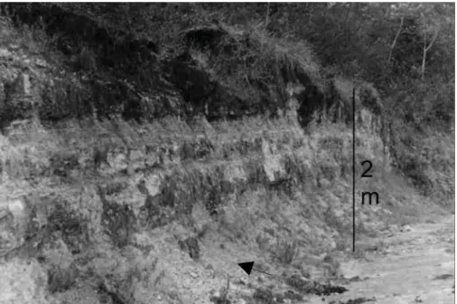 Figura 5 Fotografia exibindo a porção superior da Pedreira Brejo, marcada por sedimentação predominantemente terrígena