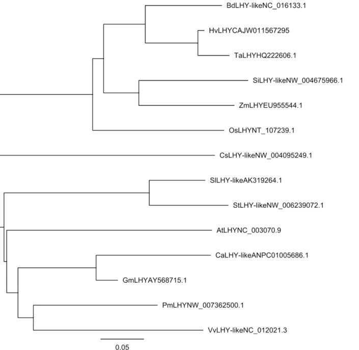 Fig 1. A representative phylogenetic tree of TaLHY and selected LHY genes. Five LHY sequences of monocotyledon plant species from Brachypodium distachyon, Hordeum vulgare, Oryza Sativa, Setaria italica and Zea mays, and eight LHY sequences of dicotyledon p