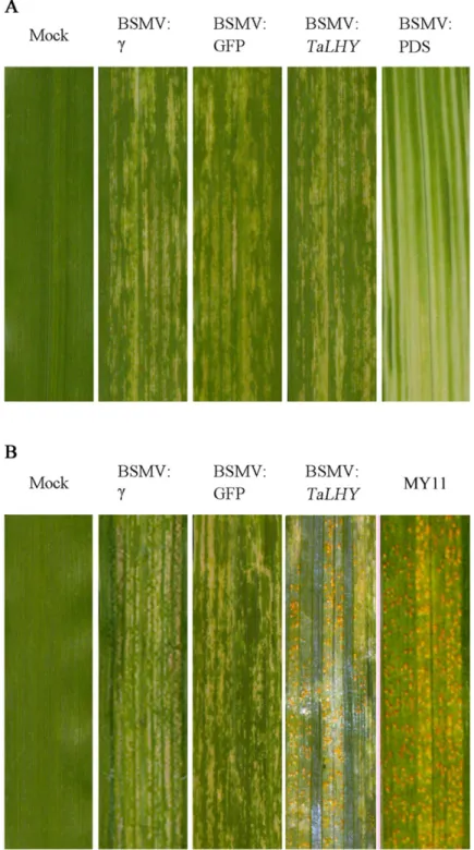 Fig 6. Results of wheat leaves with silenced target genes by VIGS and the leaves of wheat infested by stripe rust after gene silencing