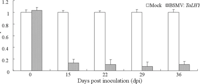 Fig 7. The relative expression of TaLHY in wheat Chuannong19 in response to transfection with BSMV: TaLHY 