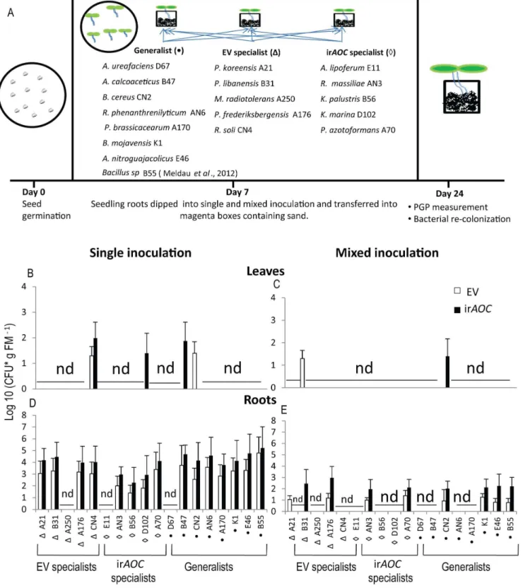 Figure 6. Cultured putative EV and ir AOC genotype specialist bacterial isolates did not colonize specifically to either genotype under in-vitro conditions