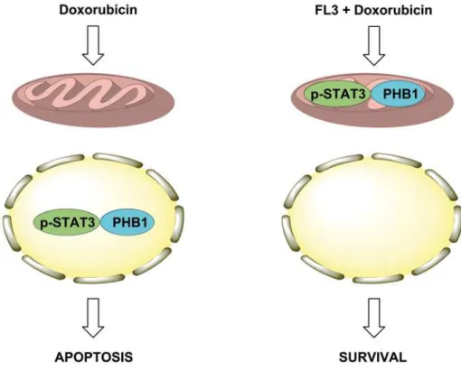 Fig 7. Proposed mechanism of FL3-induced cardioprotection from doxorubicin toxicity. Doxorubicin induces the translocation of PHB1 and phosphorylated STAT3 in the nucleus of cardiomyocytes to induce apoptosis