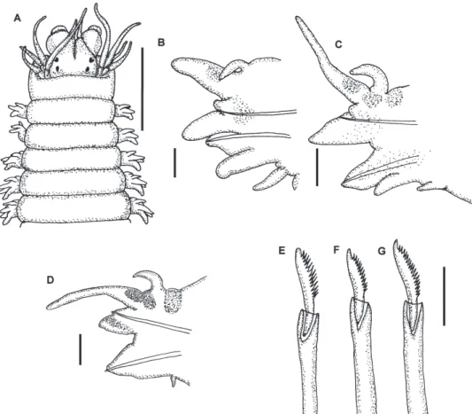 Figure 2.  Nicon orensanzi sp. n. Holotype. A Anterior end, dorsal view B Parapodium 10, anterior  view C Parapodium 25, anterior view D Parapodium 60, anterior view E–G