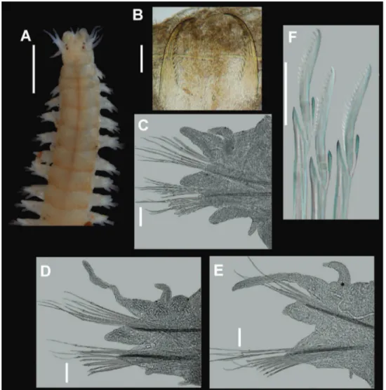 Figure 3.  Nicon orensanzi sp. n. Paratype (UANL 7840). A Anterior end, dorsal view B Mandibles; 