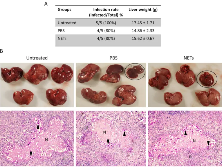 Fig 7. Development of amoebic liver abscesses (ALA) on hamsters by amoebas pre-treated with NETs