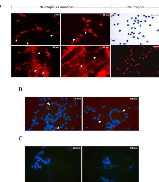 Fig 1. E. histolytica trophozoites induce the formation of human neutrophil extracellular traps