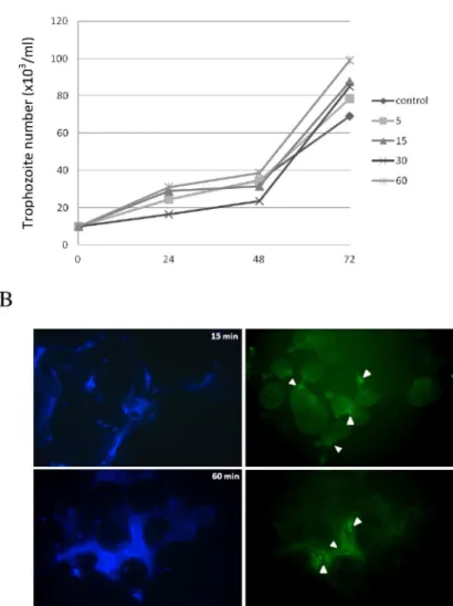 Fig 2. Trophozoites induced NETs are unable to inhibit parasite growth despite containing anti- anti-microbial cathelicidin LL-37