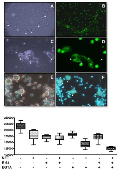 Fig 3. Interaction and growth of E. histolytica trophozoites with neutrophil extracellular traps