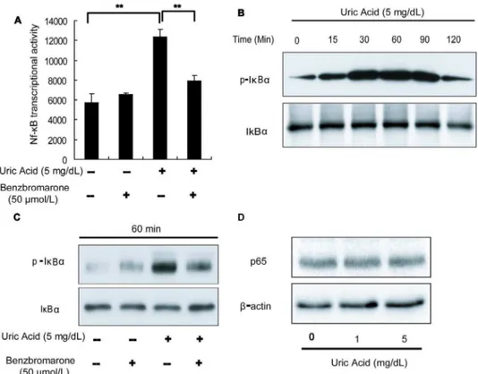 Figure 2. Uric acid activates the NF-kB signaling pathway in pancreatic b-cells. (A) Treatment of Min6 cells with 5 mg/dL uric acid for 24 h upregulated NF-kB transcriptional activity, as detected by a luciferase reporter assay