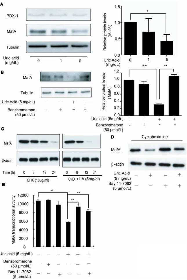 Figure 6. Uric acid negatively regulates MafA expression and function. (A) PDX-1 and MafA protein levels were determined by Western blotting in freshly isolated mouse islets treated with different concentrations of uric acid