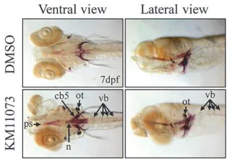Fig 5. Evaluation of the in vivo osteogenic activity of KM11073 in zebrafish and mouse calvariae